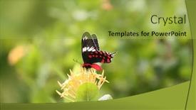  Presentation with butterfly - PPT layouts with sri-lankan-crimson-rose-butterfly background and a yellow colored foreground