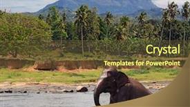  Presentation with elephant - Slides featuring srilankan tourism - funny elephant sit in lake background and a tawny brown colored foreground