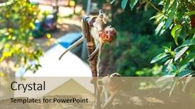  Presentation with water fountain - Beautiful slide set featuring srilankan tourism - monkeys drink water backdrop and a  colored foreground