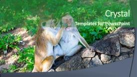  Presentation with sri lanka - Colorful presentation design enhanced with srilankan tourism - monkeys in old buddha temple backdrop and a forest green colored foreground