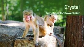 Presentation with buddha - Theme enhanced with srilankan tourism - monkeys sitting on stone buddha background and a forest green colored foreground