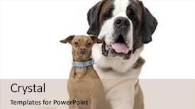  Presentation with terrarium miniature botanical horticulture grow - Audience pleasing slides consisting of st bernard and miniature pinscher backdrop and a coral colored foreground