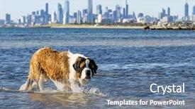  Presentation with australia melbourne - PPT theme with st bernard dog splashing background and a ocean colored foreground
