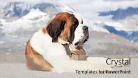  Presentation with ready - Presentation design having st bernard dog with keg background and a soft green colored foreground