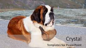  Presentation with rescue - Theme enhanced with st bernard dog with keg background and a soft green colored foreground