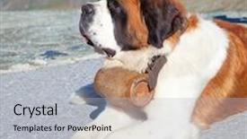  Presentation with rescue - Presentation design consisting of st bernard dog with keg background and a light gray colored foreground