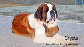  Presentation with ready - Cool new presentation design with st bernard dog with keg backdrop and a coral colored foreground
