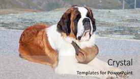  Presentation with rescue - Theme having st bernard dog with keg background and a soft green colored foreground