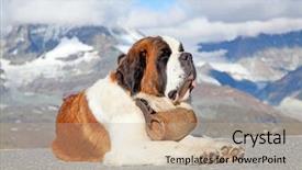  Presentation with rescue - Amazing PPT theme having st bernard dog with keg backdrop and a coral colored foreground