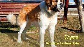  Presentation with dog templqtes - Audience pleasing theme consisting of st bernard dog backdrop and a coral colored foreground