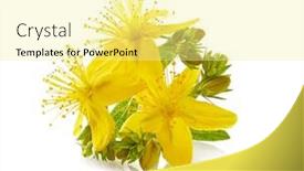  Presentation with plant - Slides enhanced with st-john-s-wort-plant background and a blonde colored foreground