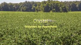  Presentation with soybean - 