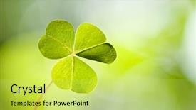  Presentation with clover - Cool new presentation with st patrick s day - background from green clover leaf backdrop and a yellow colored foreground