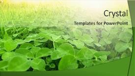 Presentation with clover - Presentation theme consisting of st patrick s day - green clover field background and a soft green colored foreground