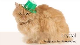  Presentation with st patricks day - Audience pleasing presentation design consisting of st patricks day cat looking backdrop and a coral colored foreground