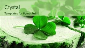  Presentation with clover - Cool new PPT theme with st patricks day clover leaves backdrop and a mint green colored foreground