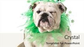  Presentation with english bulldog - PPT theme enhanced with st patricks day dog - english background and a lemonade colored foreground