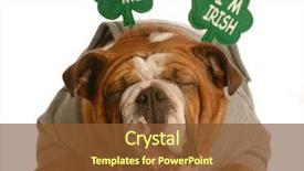  Presentation with english bulldog - Slides consisting of m dia - st patricks day dog background and a tawny brown colored foreground