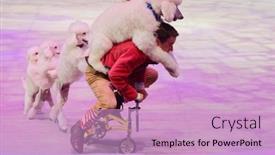  Presentation with circus show - 