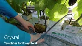  Presentation with hydroponics - 