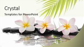  Presentation with stones - Presentation theme enhanced with stability medicine - spa still life with palm background and a soft green colored foreground