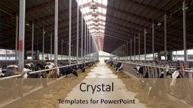  Presentation with animal husbandry - Cool new presentation with stable - agriculture industry farming and animal backdrop and a coral colored foreground