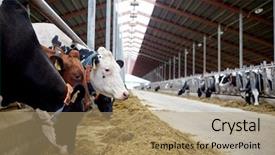  Presentation with animal husbandry - Audience pleasing slides consisting of stable - agriculture industry farming and animal backdrop and a coral colored foreground