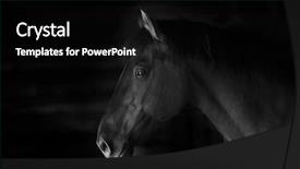  Presentation with horse - PPT layouts enhanced with stable - horse profile background and a black colored foreground
