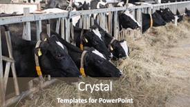  Presentation with beef cattle farm - Presentation theme having stable at dairy farm background and a violet colored foreground