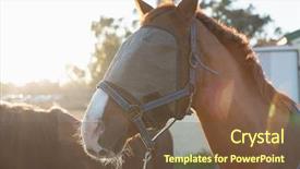  Presentation with ranch - PPT theme consisting of stable flies - horse standing in the ranch background and a  colored foreground