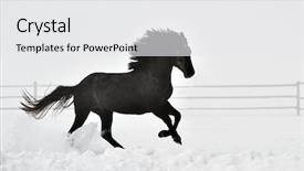  Presentation with win in a thoroughbred horse - Presentation theme consisting of stable strong - beautiful horse running in winter background and a  colored foreground
