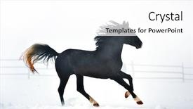  Presentation with horse - Presentation theme having stable strong - beautiful horse running in winter background and a  colored foreground