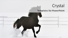  Presentation with win in a thoroughbred horse - PPT theme having stable strong - beautiful horse running in winter background and a  colored foreground
