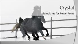  Presentation with horse - Cool new PPT layouts with stable strong - beautiful horse running in winter backdrop and a  colored foreground