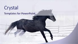  Presentation with win in a thoroughbred horse - Audience pleasing slide set consisting of stable strong - beautiful horse running in winter backdrop and a  colored foreground