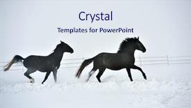  Presentation with win in a thoroughbred horse - Slide set with stable strong - beautiful horse running outdoor background and a  colored foreground