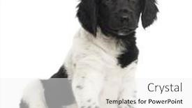  Presentation with white cctv camera on modern - Cool new slides with stabyhoun-puppy-sitting-looking backdrop and a white colored foreground