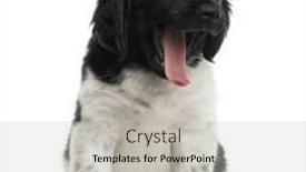  Presentation with puppy - Audience pleasing slide deck consisting of stabyhoun-puppy-sitting-yawning-isolated backdrop and a light gray colored foreground