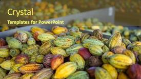  Presentation with cocoa pod - PPT layouts featuring stack-of-colorful-ripe-cocoa background and a tawny brown colored foreground