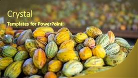  Presentation with cocoa pod - PPT theme with stack-of-colorful-ripe-cocoa background and a  colored foreground
