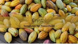  Presentation with cocoa pod - PPT theme featuring stack-of-colorful-ripe-cocoa background and a  colored foreground