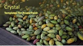  Presentation with cocoa pod - Presentation design featuring stack-of-colorful-ripe-cocoa background and a  colored foreground