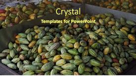  Presentation with cocoa pod - PPT theme enhanced with stack-of-colorful-ripe-cocoa background and a  colored foreground