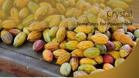  Presentation with cocoa pod - Presentation theme enhanced with stack-of-colorful-ripe-cocoa background and a gold colored foreground