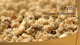 Presentation with chrysanthemum - PPT theme featuring stack of dry chrysanthemum background and a  colored foreground