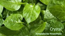  Presentation with spinach - Slides with stack of fresh malabar spinach background and a tawny brown colored foreground