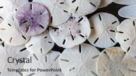  Presentation with small and big sand gravel - Presentation theme consisting of stack of sand dollars background background and a light gray colored foreground