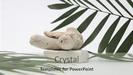  Presentation with palm - PPT theme having stack-stones-platform-podium background and a light gray colored foreground