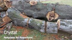  Presentation with cut - Amazing slide set having stacked concentric rings - large tree cut down backdrop and a violet colored foreground