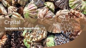  Presentation with seed - Cool new PPT theme with stacks-of-dry-seed-pod backdrop and a coral colored foreground